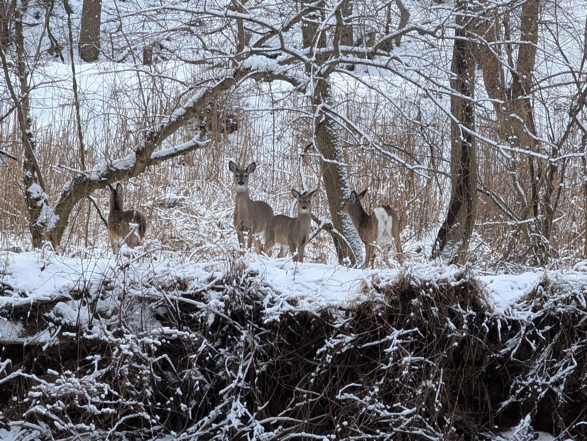 A small herd of four deer, standing atop a steep bank above a creek