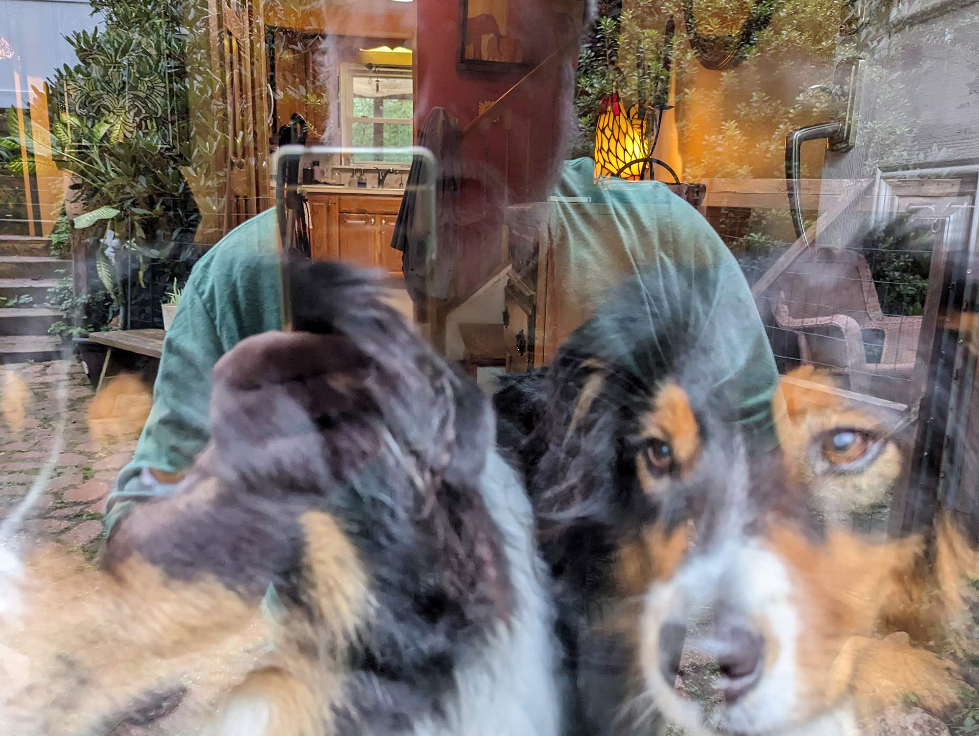 a view of a walkway leading to the front door of a house overlayed with a reflection of 2 dogs looking out the glass of the door with a man standing behind them inside of the house