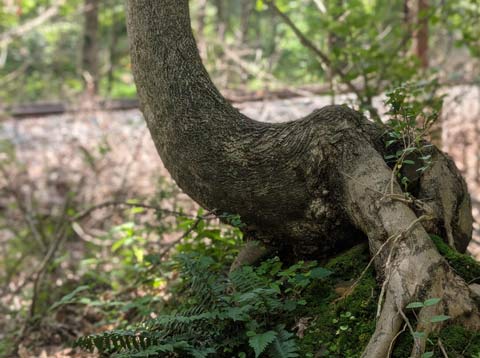 A small bent and twisted tree, growing from a small hill, with its roots semi-exposed and showing may rocks entangled within