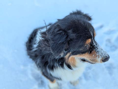 Bernie, an Australian Shepherd, with snow on his snout looking out into the distance