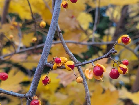 A close up of blooming flowers of an Oriental Bitterseet vine