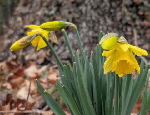 A yellow daffodil, newly bloomed.