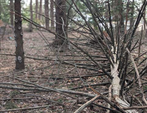 A dead pine tree lying on the woods. It's braches, stripped down to just bark, extending out in all directions