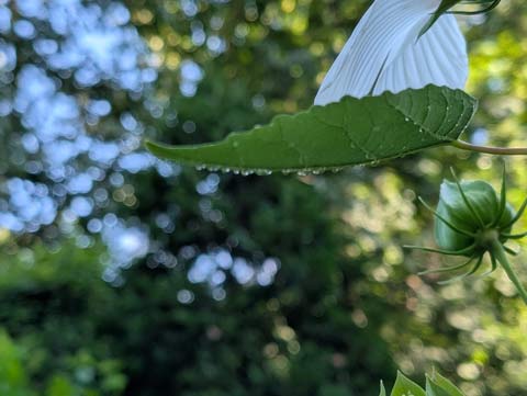A view of the rear of a Hibiscus bud, and a Hibiscus flower leaf with drops of dew clining to it's underside