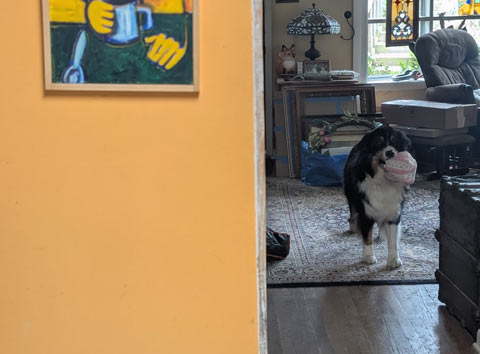 Bernie, an Australian Shepherd, holding a plush pink cake toy in his mouth, ready to play