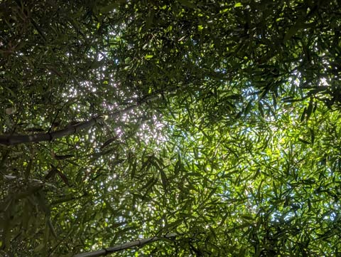 A view from below a canopy of bamboo, with sunlight breaking though