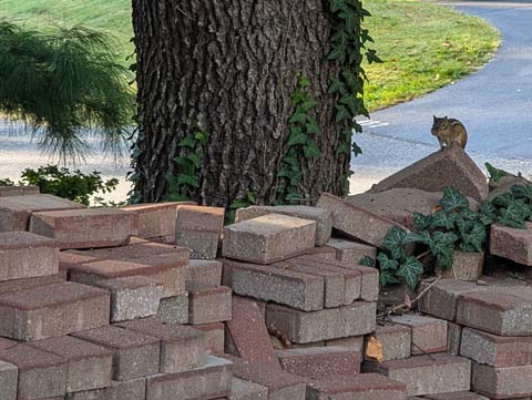 A lone chipmunk, sitting atop a pallett of brick pavers