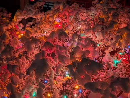 Close up of a snow covered azalea bush illuminated by multicolored christmas lights at night