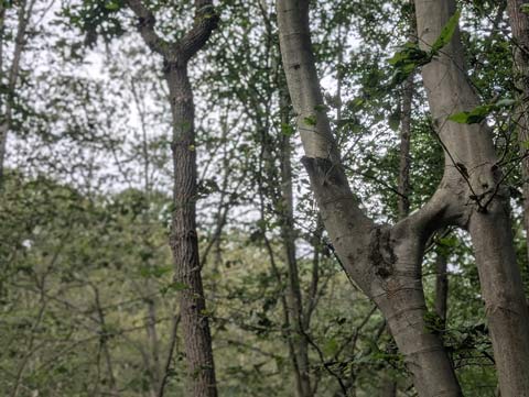 A Beech tree that has a branch that is connected into the trunk of another Beec tree