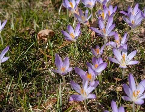 A group of early crocus flowers blooming