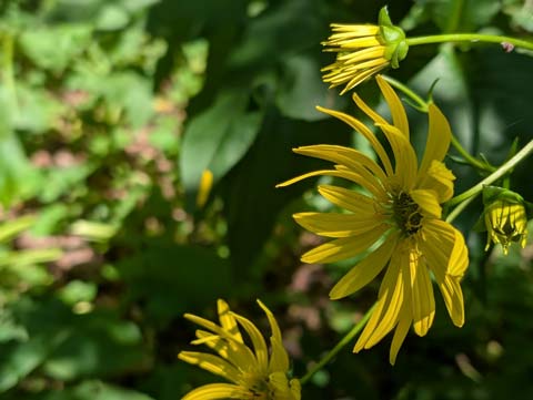 Several yellow cup plant flowers in various stages of bloom