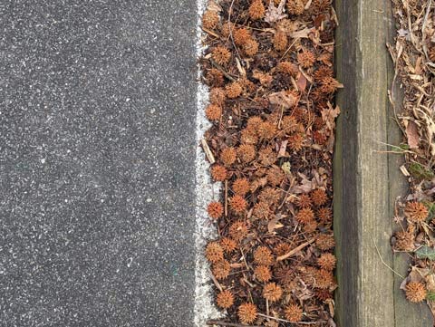 Vertical blocks of textures and colors made up of the surface of a street, a white line painted on the street that is mostly covered by dead leaves and Sweet Gum tree seed balls, a piece of pressure treated wood bordering a lawn also mostly covered by dead leaves and Sweet Gum tree seed balls accumulated on the lawn