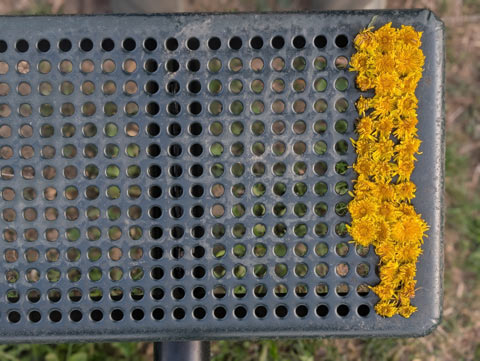 Dandelion buds inserted in holes in the surface of a metal playground bench