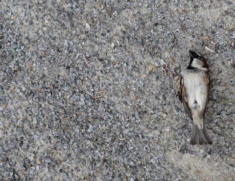 A dead Robin laying on gravel
