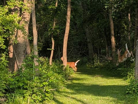Two deer, one slowly walking away while the other leaps