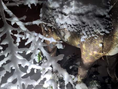 Rotating white light from a christmas decoration shining on the side of a cement deer statue