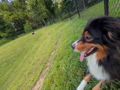 A close-up of Bear, an Australian Shepherd, in silhouette with his brother Bernie laying in the grass in the distance.