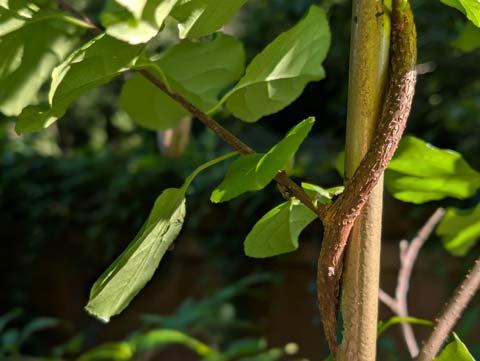 A vine twined around a metal rod.