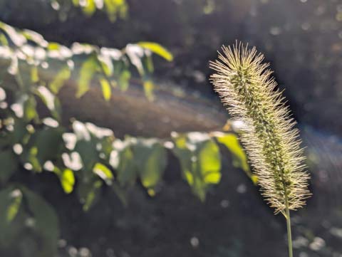 Sunlight illuminating the hair like filaments extending out from a Timothy flower