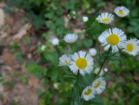A bunch of Daisy Fleabane flower viewed from above