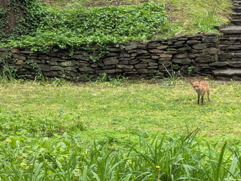 A red fox on a lawn, staring back at the camera