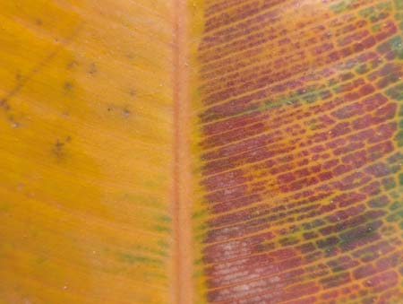 A close-up of a leaf that fell off of a Rubber Tree plant. It is gold with sections of dark green, red, and orange in the right side