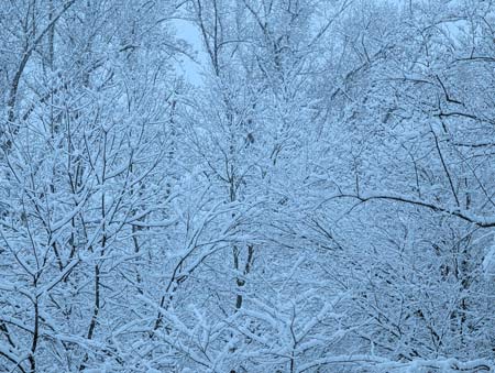A host of trees covered in a frosting of snow against a light grey sky