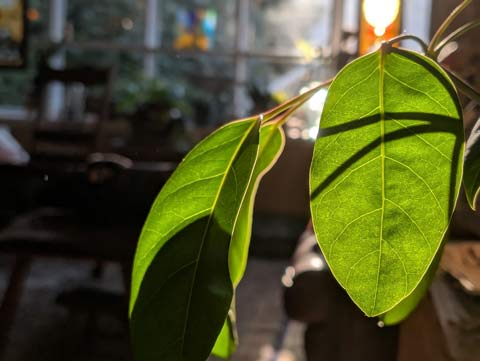 Sunlight filtering through the a leaf of a rubber tree plant