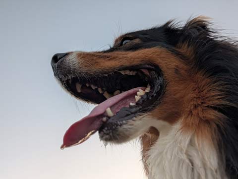 A view looking up at a smiling dog, Bear, an Australian Shepherd