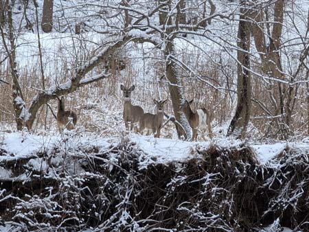 A small herd of four deer, standing atop a steep bank above a creek