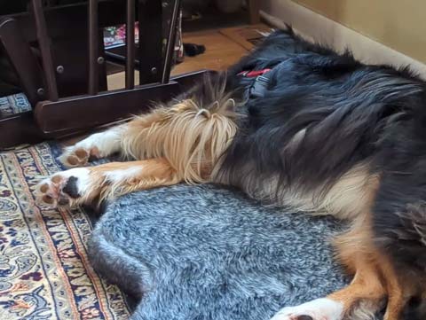 Bear, an Australian Shepherd, dreaming while taking a Winter's nap