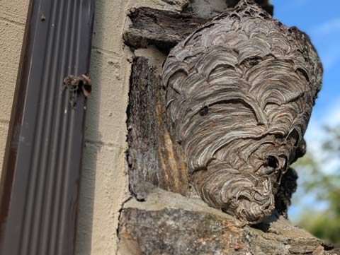 A large wasp's nest attached to the corner where a stone wall and a stucco wall meet