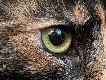 Close up of a golden-green eye of a tortoise shell coated cat