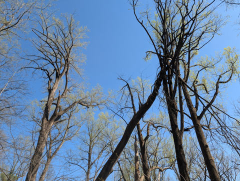 A fallen tree leaning into the branches of another tree, with some of its broken branches sitting in the branches of the other tree