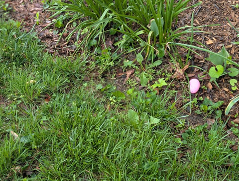A pink plastic egg, laying on the edge of a manicured lawn