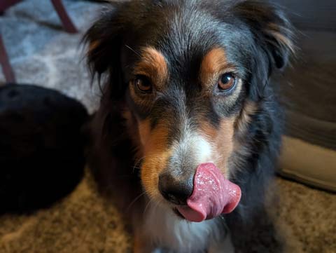 Bear, an Australian Shepherd, slurping his tongue across his snout