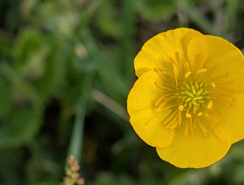 Closeup of a Meadow Butttercup flower