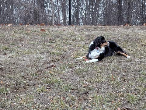 Bernie (the Australian Shepherd) sitting on a hillside, looking back over his shoulder