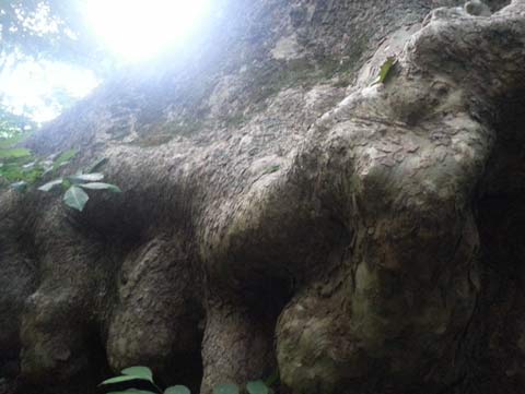 Gnarled and lumpy roots of a Sycamore tree, poking out of an embankment