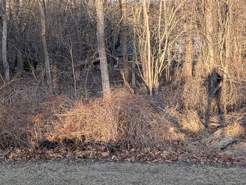 Shadow of a man on the edge of a wooded area
