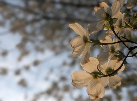Start-of-the-day sunlight shining through the petals of a magnolia