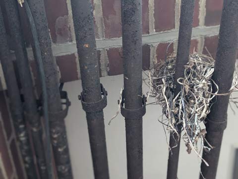 A birds nest built between some pipes going into the side of a building