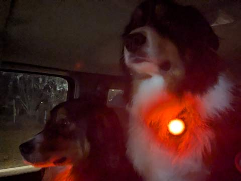 Bernie and Bear (Australian Shepherds) wearing red safetly lights, staring vigilantly into the darkness from inside the cab of a pickup truck