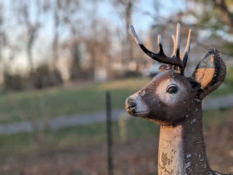 A side view of the head of a cement dear
