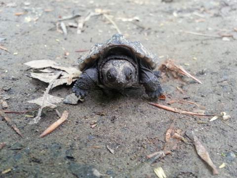 Snapping turtle facing head on