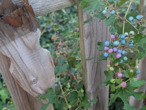 A groups of berries growning an a procelain berry vine. They in various shades of light green, blue, lavendar, and pink, reminiscent of dyed Easter eggs