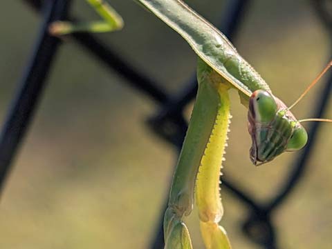 A close-up of the head and forearms of a preying mantis