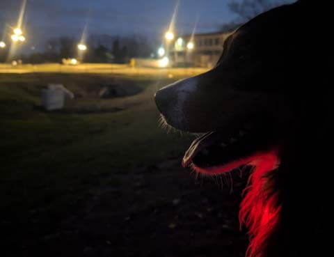 Side of the head of Bear, and Australian Shepherd dog, in darkness, outlined by background lights and the red safetly light he wears on his collar
