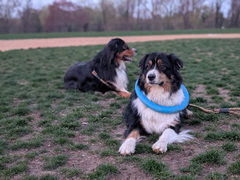 Bernie, an Australian Shepherd, laying on the infield of a baseball diamond, blissfully unaware that he has a blue ring around his neck