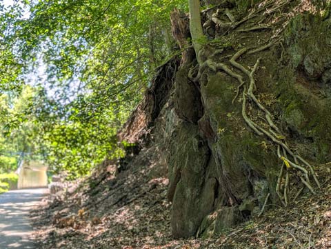 The long twisting exposed roots of a beech tree that sits atop a stony hillside
